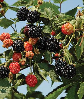 Rubus 'Ouachita' PP17162
