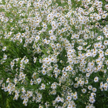 Boltonia asteroides