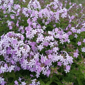 Phlox paniculata