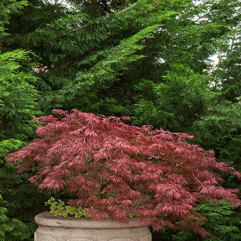 Acer palmatum var. dissectum 'Velvet Viking™' PP24712P2