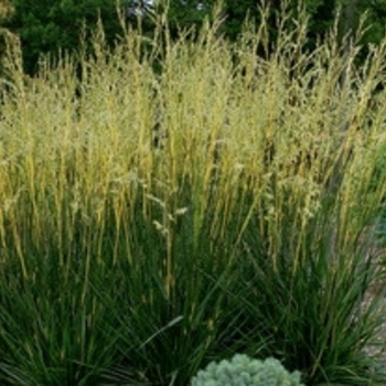 Festuca arundinacea 'Glow Sticks'