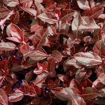 Euonymus fortunei