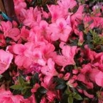 Rhododendron Southern Indica 'Duc De Rohan' 