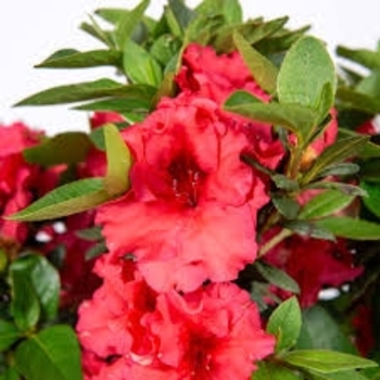 Rhododendron Rutherfordiana Hybrid 'Red Ruffles' 