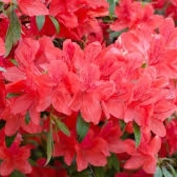 Rhododendron Girard hybrid 'Fashion' 