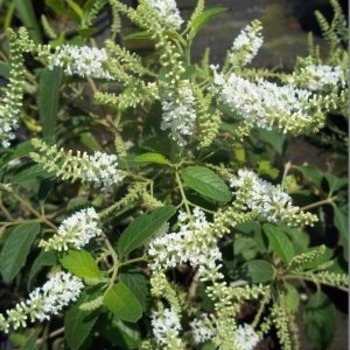 Aloysia virgata