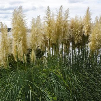 Cortaderia selloana '' (332524)
