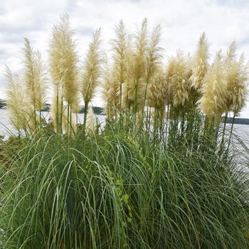 Cortaderia selloana