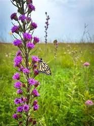 Liatris ligulistylis