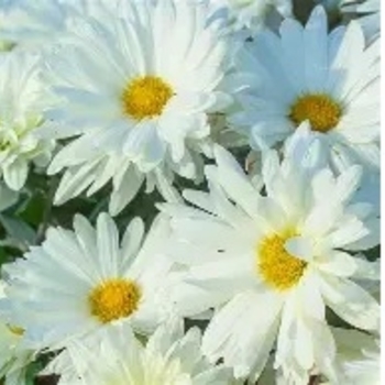 Chrysanthemum x morifolium 'White Daisy' 