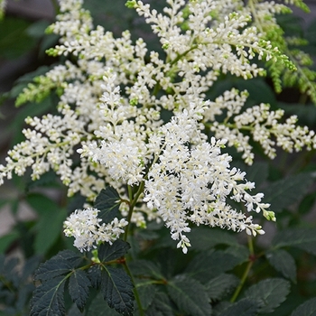 Astilbe 'Fireworks White'