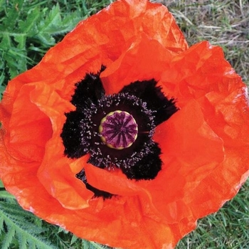 Papaver orientale 'Orange Scarlet' 