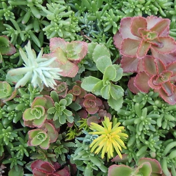 Sedum 
