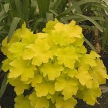 Heuchera villosa 'Citronelle' PP17934