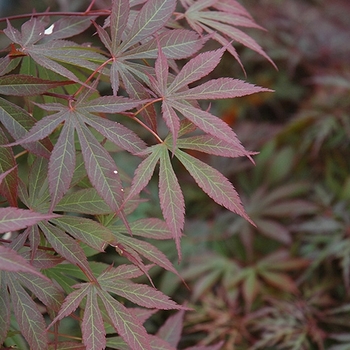 Acer palmatum 'Suminagashi' 