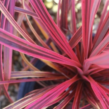 Cordyline 'Salsa' PP26154