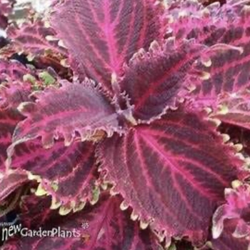 Coleus scutellarioides 'Red Ruffles' 