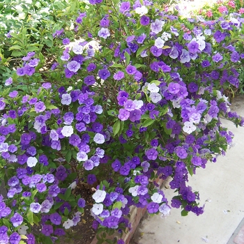 Brunfelsia pauciflora 'Eximia'