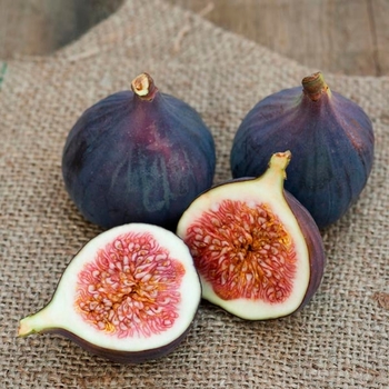 Ficus carica 'Magnolia' 