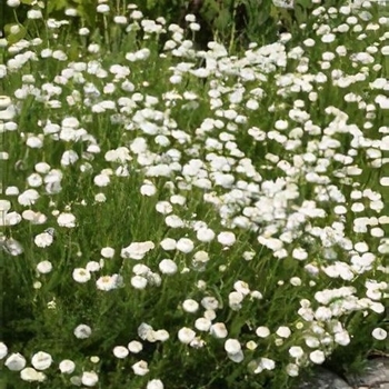 Chamaemelum nobile 'Flore Pleno' 