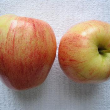 Malus domestica 'Gala'