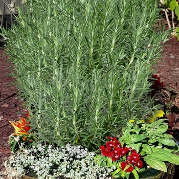 Rosmarinus officinalis 'Boule'