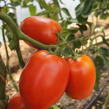 Solanum lycopersicon 'Zenzei'