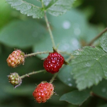 Rubus 'Multiple Varieties' 