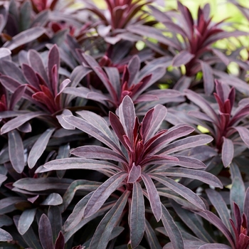 Euphorbia 'Miner's Merlot'