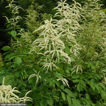 Aruncus 'Horatio'
