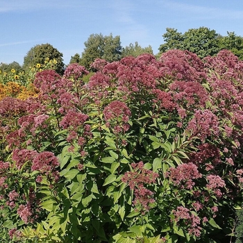 Eupatorium 'Phantom' PP18354