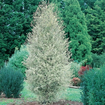 Pittosporum tenuifolium 'Ivory Sheen'