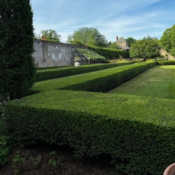 Ilex crenata 'Green Lustre' 