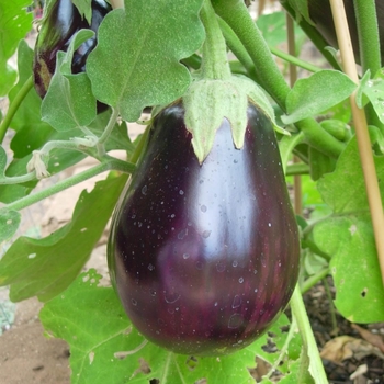Solanum melongena 'Black Beauty'