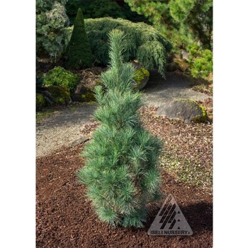 Pinus strobus 'Stowe Pillar'