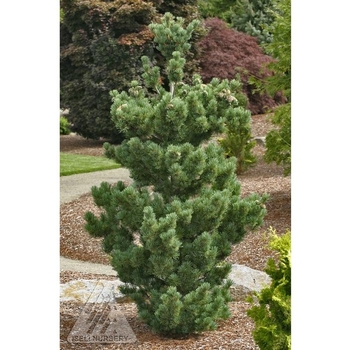 Pinus parviflora 'Aoi'