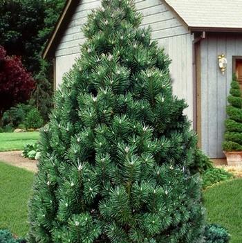 Pinus aristata 'Formal Form'