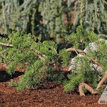 Pinus banksiana 'Uncle Fogy' 