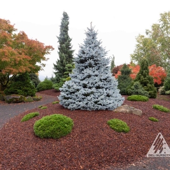 Picea pungens 'INMoHoop' PP34883