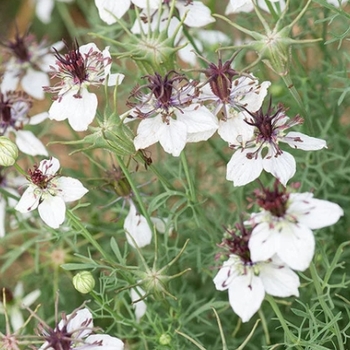 Nigella damascena 'Miss Jekyll Blue' 