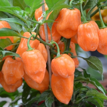 Capsicum annuum 'Burning Bush' 