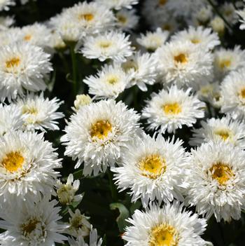 Leucanthemum maximum 'Rebecca' PPAF