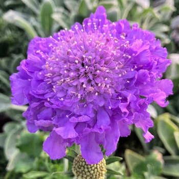 Scabiosa columbaria 'Blue' PP22720P2