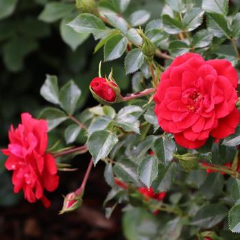Rosa Oso Easy&reg; 'Pathfinder&trade; Red'