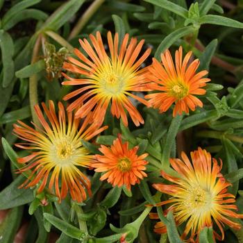 Delosperma SandGem&trade; Ember