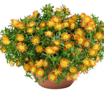 Delosperma SandGem™ '' (332794)