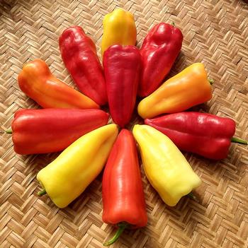 Capsicum annuum 'Gypsy' 