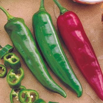 Capsicum annuum 'Garden Salsa' 