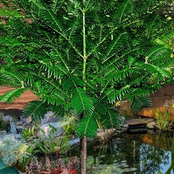 Cephalotaxus harringtonia