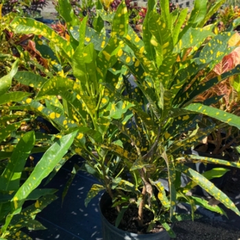 Codiaeum variegatum 'Eleanor Roosevelt'